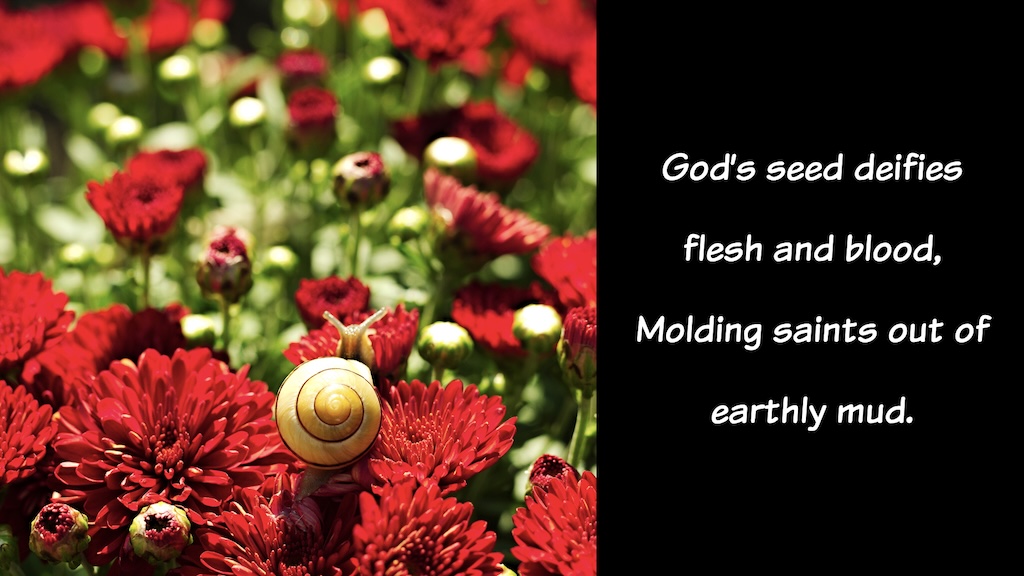God's Seed - Shalom Snail